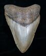 Inch Megalodon Shark Tooth #4182-2